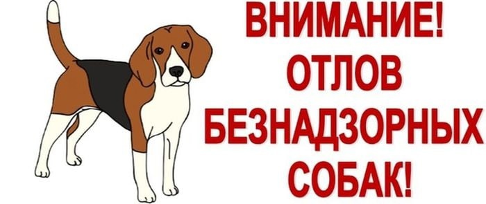 Внимание отлов безнадзорных собак!. Внимание отлов безнадзорных собак!.
